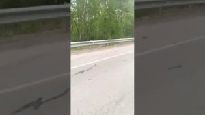 Медведь разорвал лексус