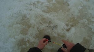 Корюшка на гирлянду или ловлю вкусную рыбку