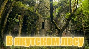 В якутском лесу