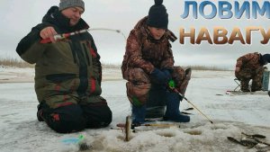 Рыбалка наваги на мяски. Унская Губа. 8 декабря