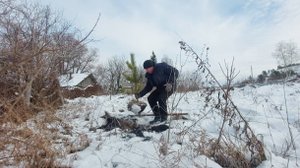 Купил дом в деревне, сажаю лес зимой!