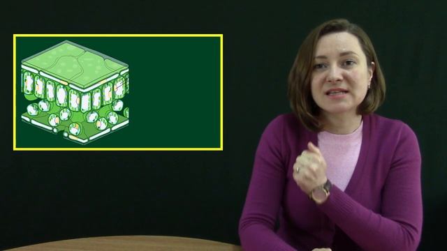 Позакореневе підживлення: користь та механізм дії