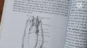 General Morphology of Sepia - by G L Digarwal, Assistant Professor, Zoology