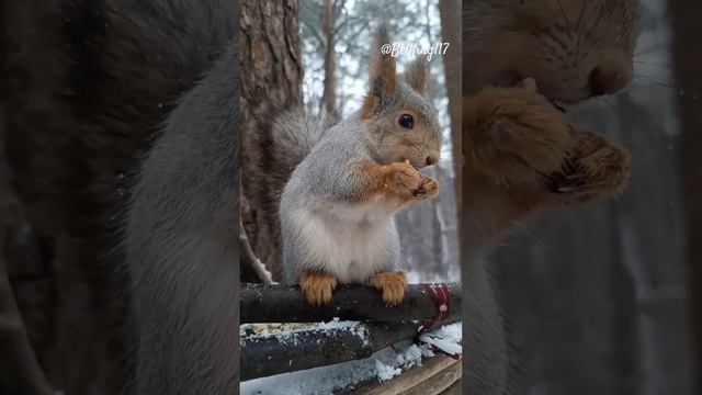 Хороший белк поедает орех️