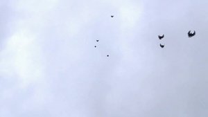 4.02.2022. Отбор серпастых голубей.