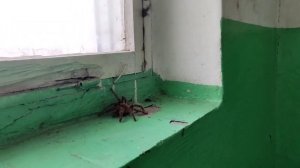 В Уфе нашли огромного паука