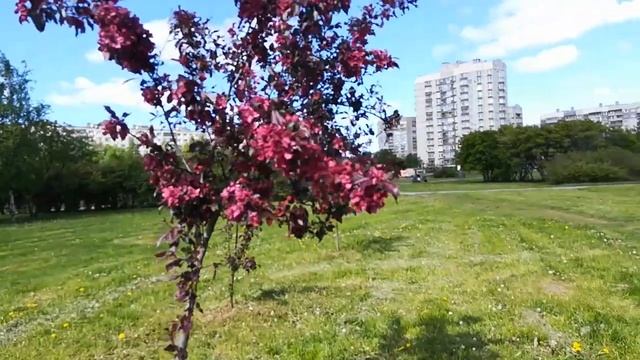 LIVE*RUSSIA: Первые дни лета 2020: Скидываем вес после самоизоляции в парке Санкт-Петербурга... смотреть онлайн