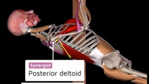 Австралийские подтягивания