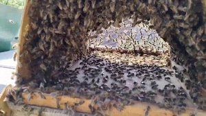 #пчёлы #матка потерялась #рой