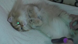 Расческа   открытие для ухода за длинношерстными кошками