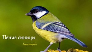 Звук пения синицы. Звуки природы