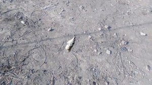 ловля чижей