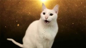Коты|кошки поют «ДЕСПАСИТО»