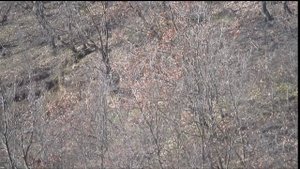 Удачная охота на шакала с манком.