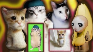 МЕМНЫЕ КОТЫ ПОБЕЖДАЮТ ВСЕХ В ММ2