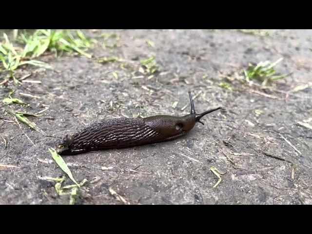 Парк Коломенское