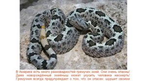 Опасные животные