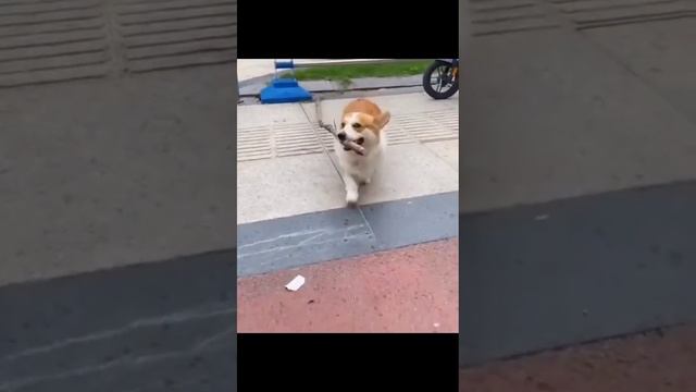 подборка смешных и милых собак смотреть онлайн