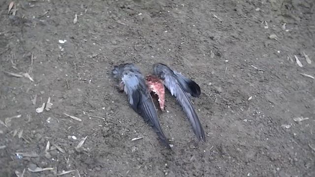 Съели голубя смотреть онлайн