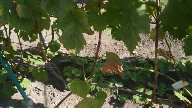 Виноград.На З0е сентября 2023г смотреть онлайн