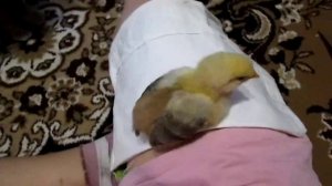 Цыплёнок_Вася(С.Олещенко)