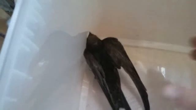 Подобрал на дороге вот это. Помогите советом как выходить. смотреть онлайн