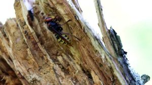 Шершень собирает стройматериал для гнезда. Vespa crabro. Насекомые Беларуси.