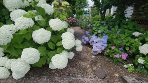 Крупнолистная гортензия.  1 Июля 2024 года.