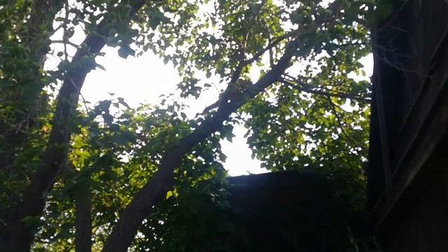 ОРСК - Белка в садах на первой Садовой . VID 083543 смотреть онлайн