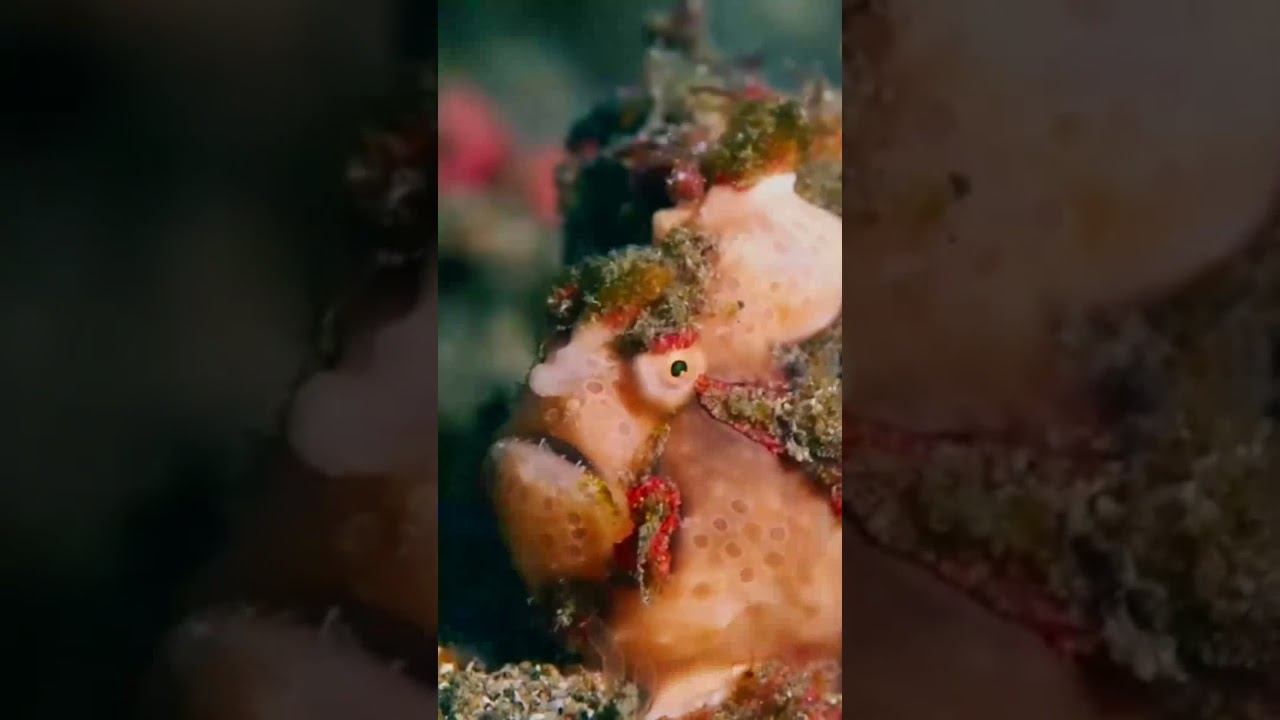 Необычная рыба-лягушка! #море #рыба #интересныефакты смотреть онлайн