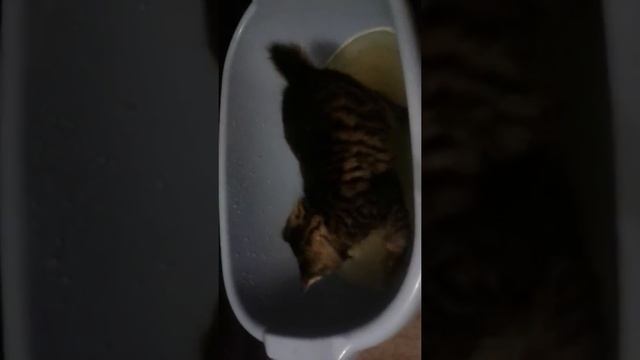 Котенок-бобтейл и тазик с водой смотреть онлайн