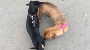 Две звезды, две светлых повести