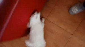 Собачка хотела играть с крокодилом Геной.