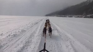 Байкальские ездовые собаки