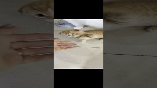 Котя дай пять