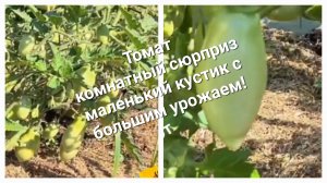 Низкорослый но очень урожайный томат "Комнатный сюрприз" -  маленький кустик с большим урожаем!