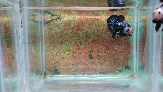 Betta Indonesia 🇮🇩 Neon samurai