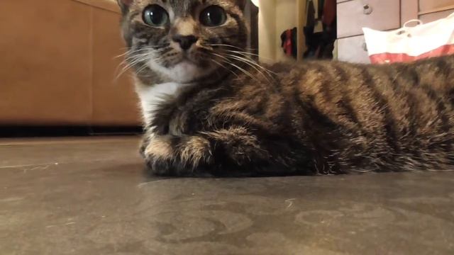 Кошка Василиса смотреть онлайн