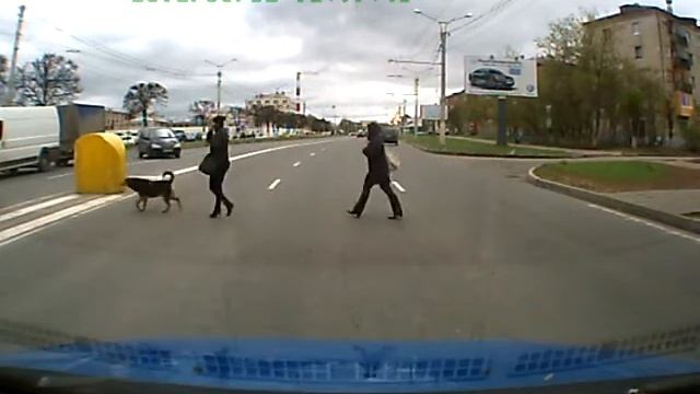 Собака на ПП смотреть онлайн