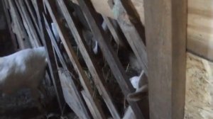 Козлятник(козовник)/14.09.17/ДЕРЕВЕНСКАЯ ЖИЗНЬ С НУЛЯ