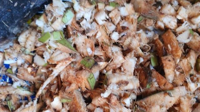 ด้วงอายุ 24 วัน เติมอาหารรอบแรก ด้วยมะพร้าวทั้งลูก смотреть онлайн