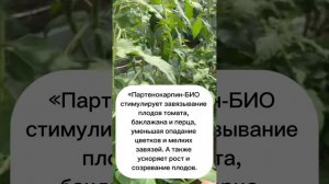 Партенокарпин Био регулятор роста