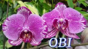 №982/ СВЕЖАЯ, красивая ПОСТАВКА орхидей в OBI