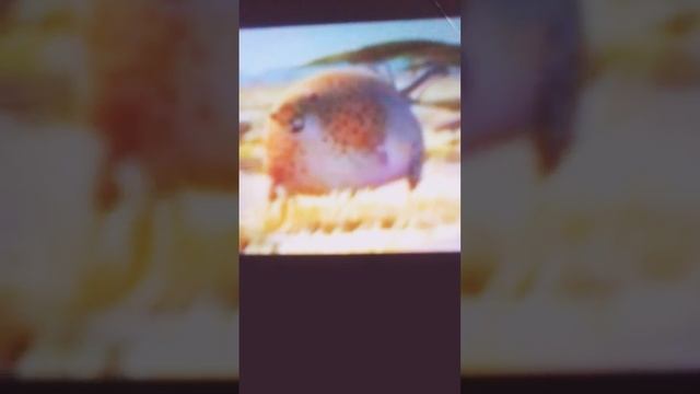 Короткометражных мультфильм про животных