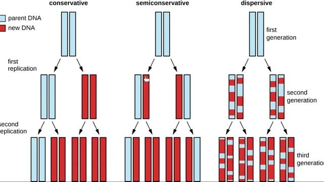 Models of Replication смотреть онлайн