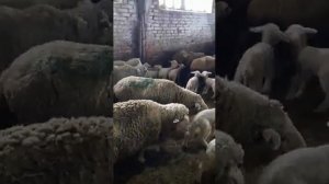Ягнята от Мериноланда