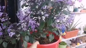 Plectranthus Mona Lavender💜