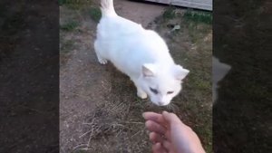 Белая кошка мама и ее котята