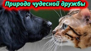 Природа создаёт чудеса дружба кошки и собаки.