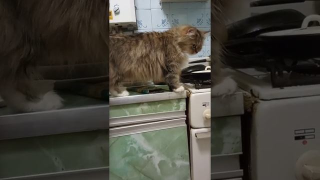 Умная собака🐶#виделивидео #кошка #домашниеживотные #смешные смотреть онлайн